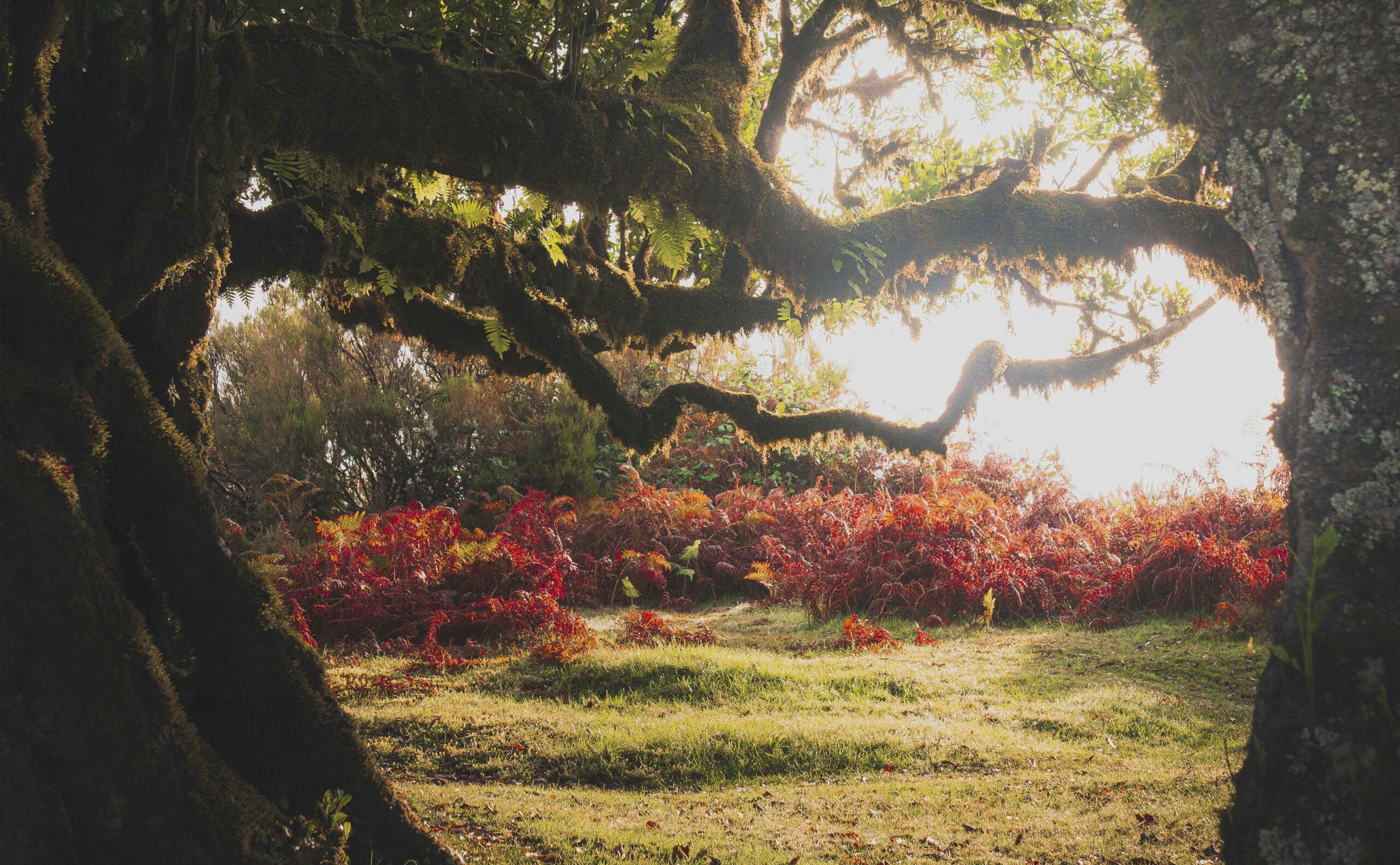 human-design-burn-out